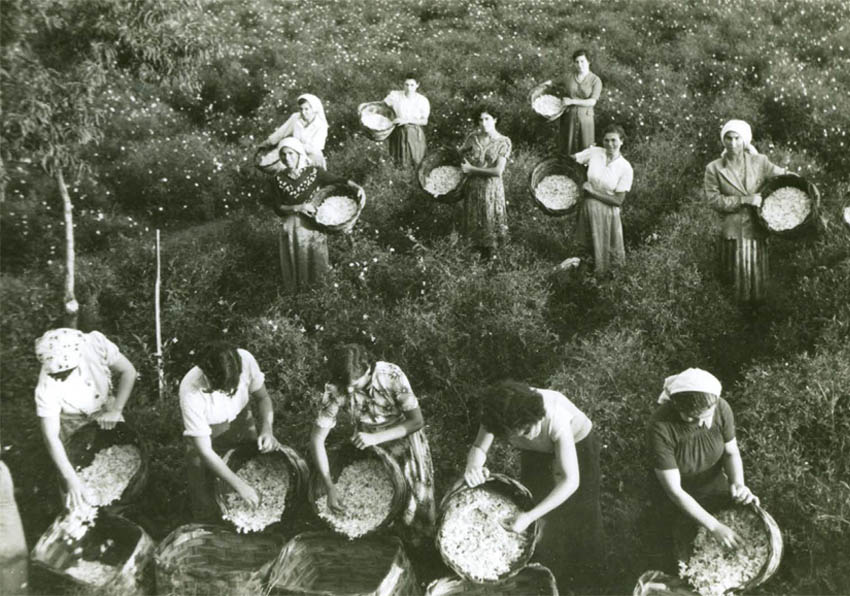 Dones trabajando en el campo